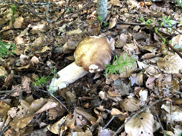 Raw Porcini Mushroom Found Forest Calabria Italy — Stock Photo, Image