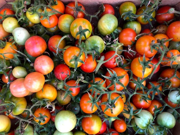 리아에서 생산되는 생포도 토마토 — 스톡 사진