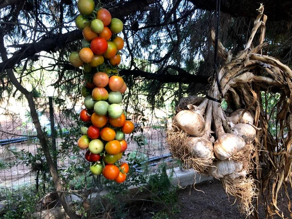 Fresh raw grapes tomatoes hanging on the tree in Puglia