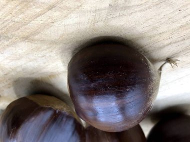 Ormandan taze alınmış çiğ kestaneler.