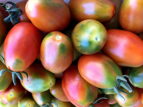 Délicieuses Tomates Rouges Fraîchement Cueillies Dans Les Pouilles — Photo