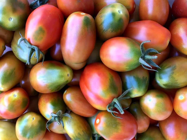 Delicious Freshly Collected Red Tomatoes Puglia — Stock Photo, Image