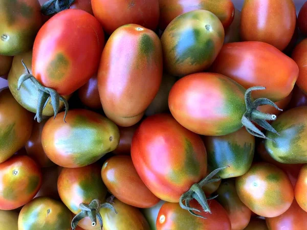 Delicious Freshly Collected Red Tomatoes Puglia — Stock Photo, Image