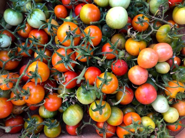 Tomates Uvas Cruas Frescos Puglia Itália — Fotografia de Stock