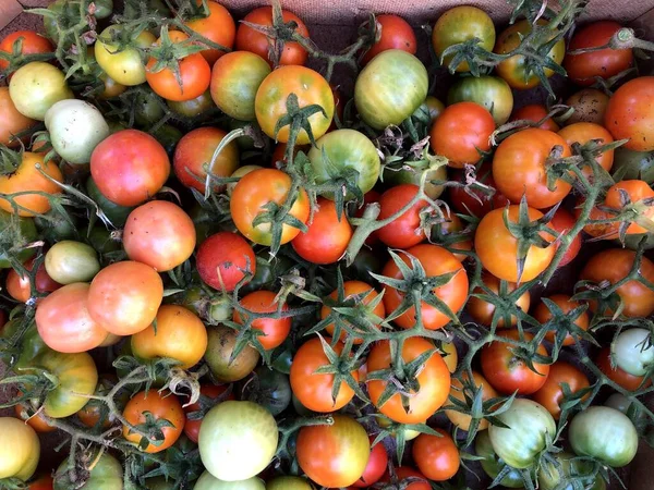 Fresh Raw Grapes Tomatoes Puglia Italy — Stock Photo, Image