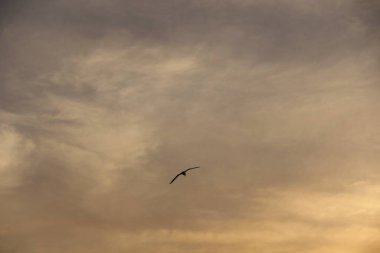 Günbatımında uçan kuş gökyüzü arka planı