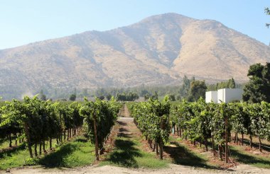 Üzüm bağının manzarası, olgun üzümler.