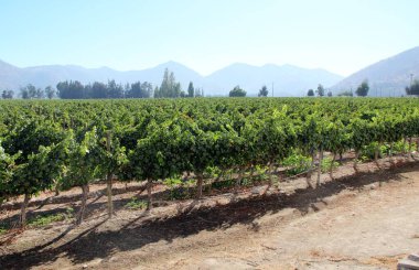 Üzüm bağının manzarası, olgun üzümler.