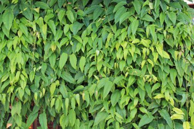 yeşil yapraklar arkaplan yakın çekim görünümü