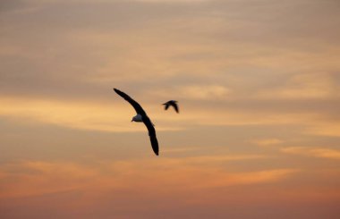 Günbatımında uçan kuş gökyüzü arka planı