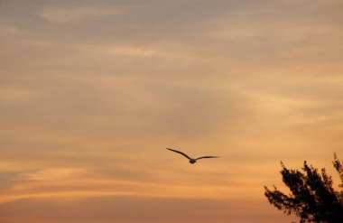 Günbatımında uçan kuş gökyüzü arka planı