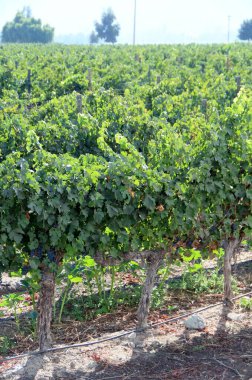 Üzüm bağının manzarası, olgun üzümler.