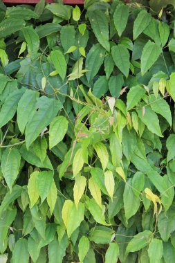 yeşil yapraklar arkaplan yakın çekim görünümü