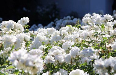 Beyaz çay güllerinin manzarası 