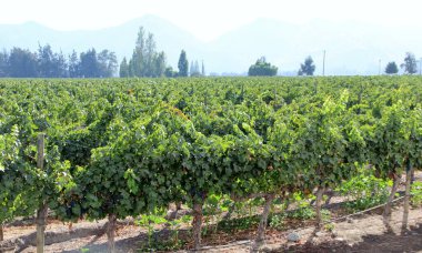 Üzüm bağının manzarası, olgun üzümler.