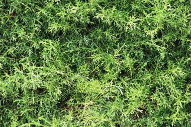 yeşil yapraklar arkaplan yakın çekim görünümü