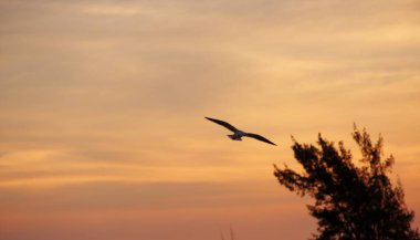 Günbatımında uçan kuş gökyüzü arka planı