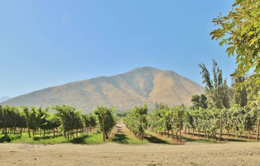 Üzüm bağının manzarası, olgun üzümler.