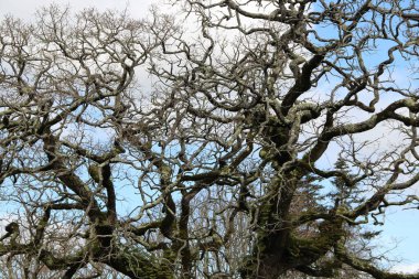 Mimari manzara, binaların cepheleri, ve saray kompleksinin bahçesi Quinta da Regaleira, Sintra, Portekiz