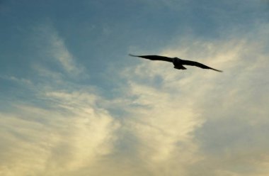 Günbatımında uçan kuş gökyüzü arka planı