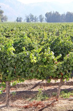 Üzüm bağının manzarası, olgun üzümler.