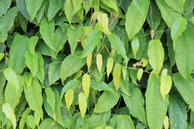 yeşil yapraklar arkaplan yakın çekim görünümü