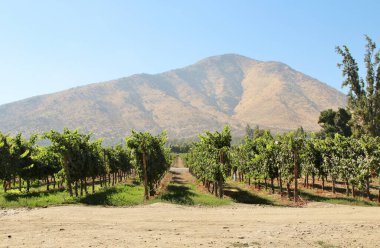 Üzüm bağının manzarası, olgun üzümler.