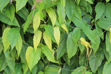 yeşil yapraklar arkaplan yakın çekim görünümü