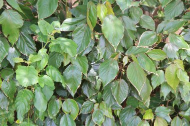 yeşil yapraklar arkaplan yakın çekim görünümü