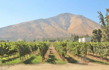 Üzüm bağının manzarası, olgun üzümler.