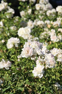 Beyaz çay güllerinin manzarası 