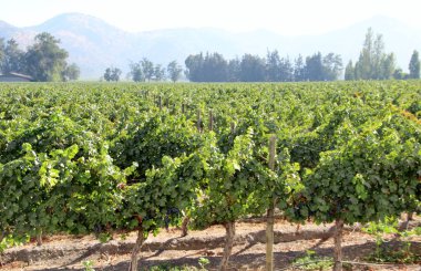 Üzüm bağının manzarası, olgun üzümler.