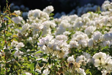 Beyaz çay güllerinin manzarası 