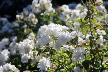 Beyaz çay güllerinin manzarası 