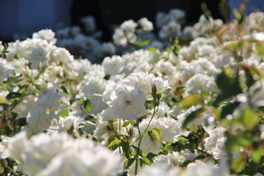 Beyaz çay güllerinin manzarası 