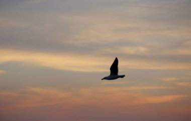 Günbatımında uçan kuş gökyüzü arka planı
