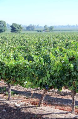 Üzüm bağının manzarası, olgun üzümler.