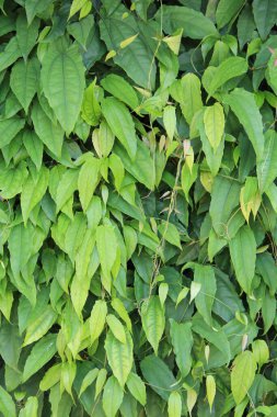 yeşil yapraklar arkaplan yakın çekim görünümü