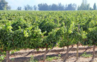 Üzüm bağının manzarası, olgun üzümler.