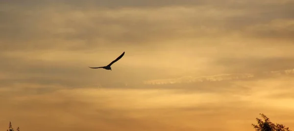 Bird Flying Sunset Sky Background — Stock Photo, Image