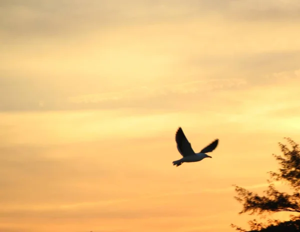 Fågel Flyger Mot Solnedgång Himmel Bakgrund — Stockfoto