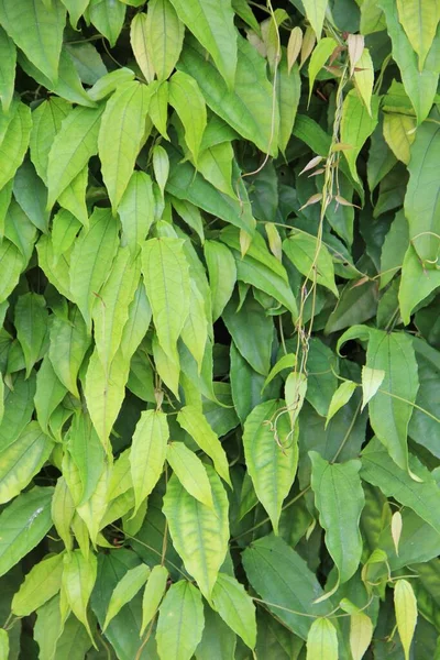 yeşil yapraklar arkaplan yakın çekim görünümü