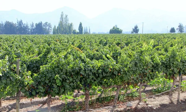 Üzüm bağının manzarası, olgun üzümler.