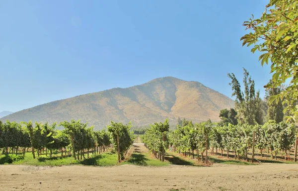 Üzüm bağının manzarası, olgun üzümler.