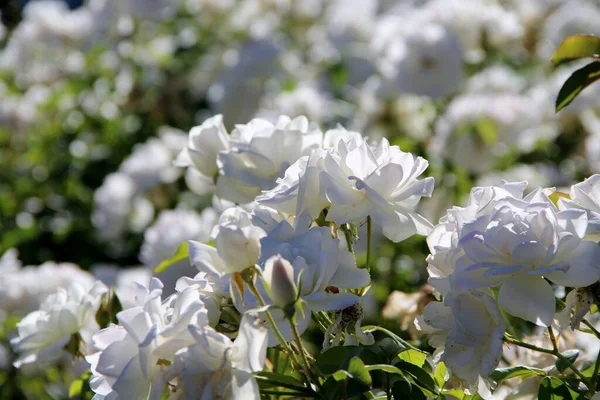 Beyaz çay güllerinin manzarası 