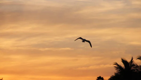 นกบ นหล องฟ าตะว นตก — ภาพถ่ายสต็อก