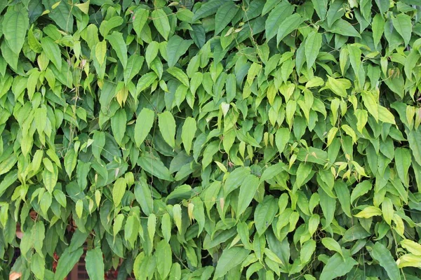 yeşil yapraklar arkaplan yakın çekim görünümü