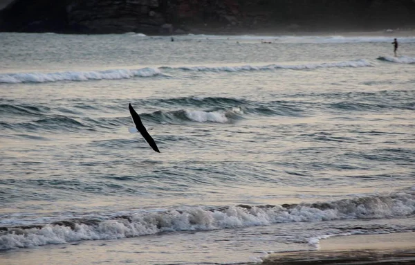 Oiseau Volant Sur Fond Ciel Couchant — Photo