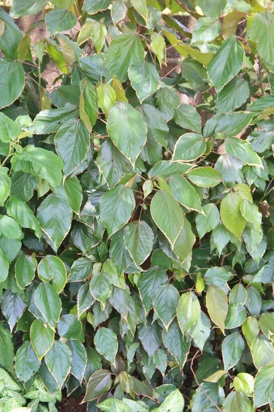 yeşil yapraklar arkaplan yakın çekim görünümü