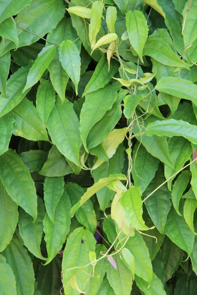 yeşil yapraklar arkaplan yakın çekim görünümü